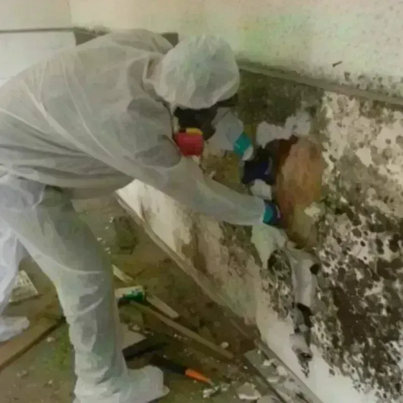 Mold Remediation and Removal in Seven Corners, VA